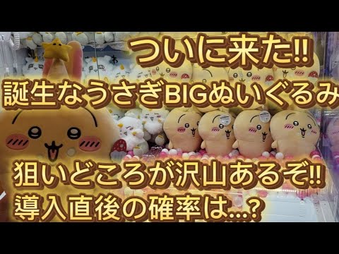 ちいかわ】最新!!誕生日なうさぎBIGぬいぐるみ編 狙い処沢山ある