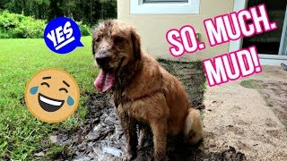 Service Dog Off Duty: Totally COVERED in MUD!
