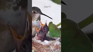 Hummingbirds From Egg to Fledge in 1 Minute