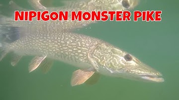 Lake Nipigon Monster Pike | Ontario