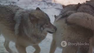 Predator's Prowess  The Art of the Hunt