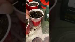 How to Grow Weed at Home #howto #homegrown #plants #timelapse #cannabis