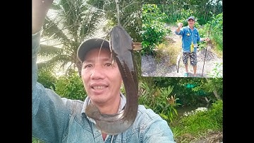 Câu cá rô đồng, trê vàng: tiếp tục lập chiến tích ở khu vực ao Sen toàn cá khủng.