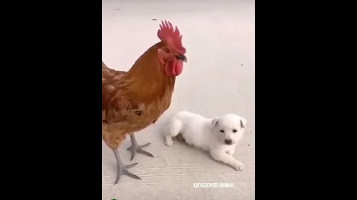 Puppy rides on top of a rooster 🐓 - DayDayNews