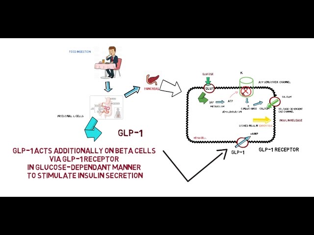 glp 1 agonist action GLP1
