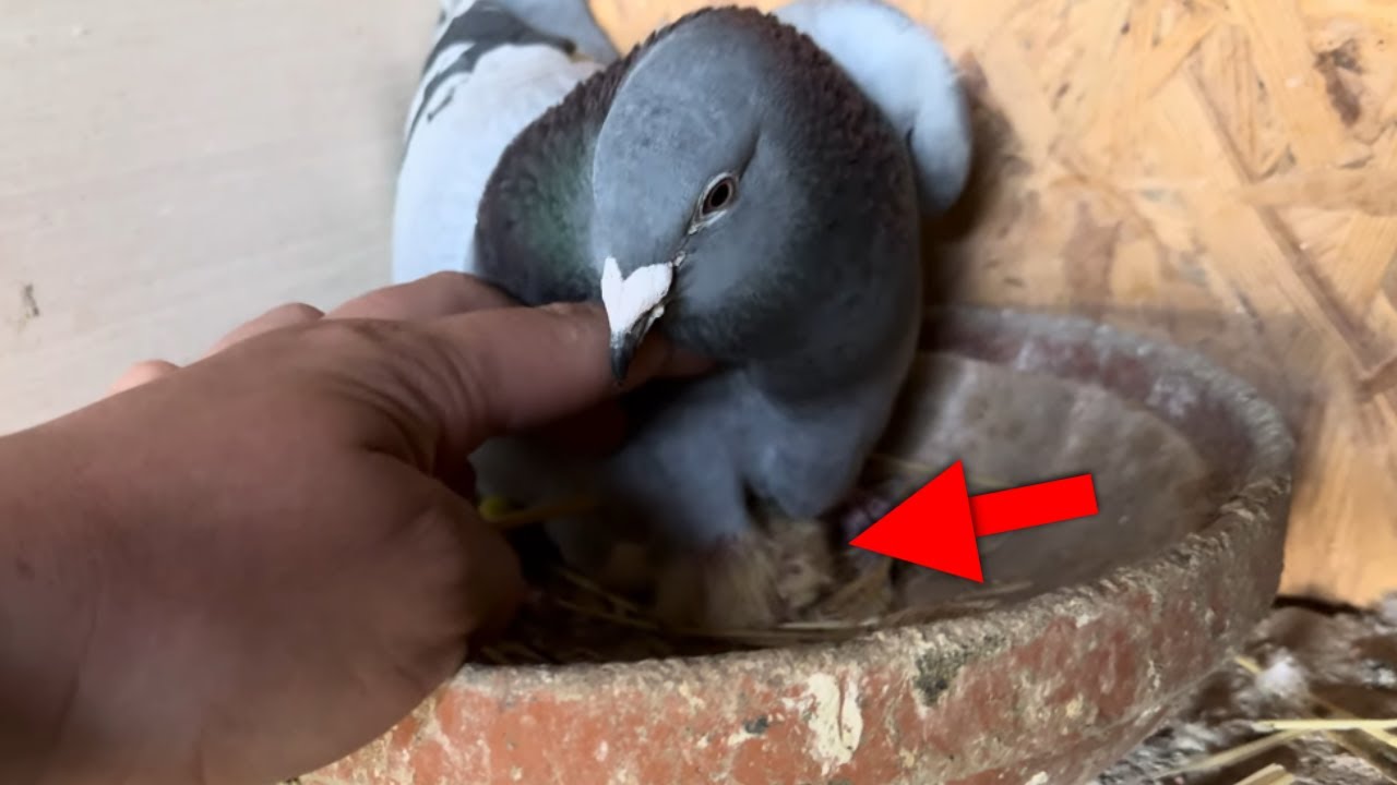 AVEM PUI LA PORUMBEII DE LA MATCA DAR SI LA ZBURATORI!