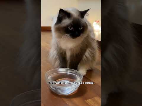 Видео: Почему в мире кошки пьют из туалета?