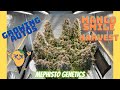 Professor autoflower  growing autos mango smile harvest mephisto genetics under mars hydro led