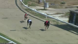 Hove Greyhound Trials 3/8/26