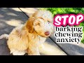 HOW TO: Train Your Puppy to be ALONE 👉 Avoiding 3 COMMON Mistakes!