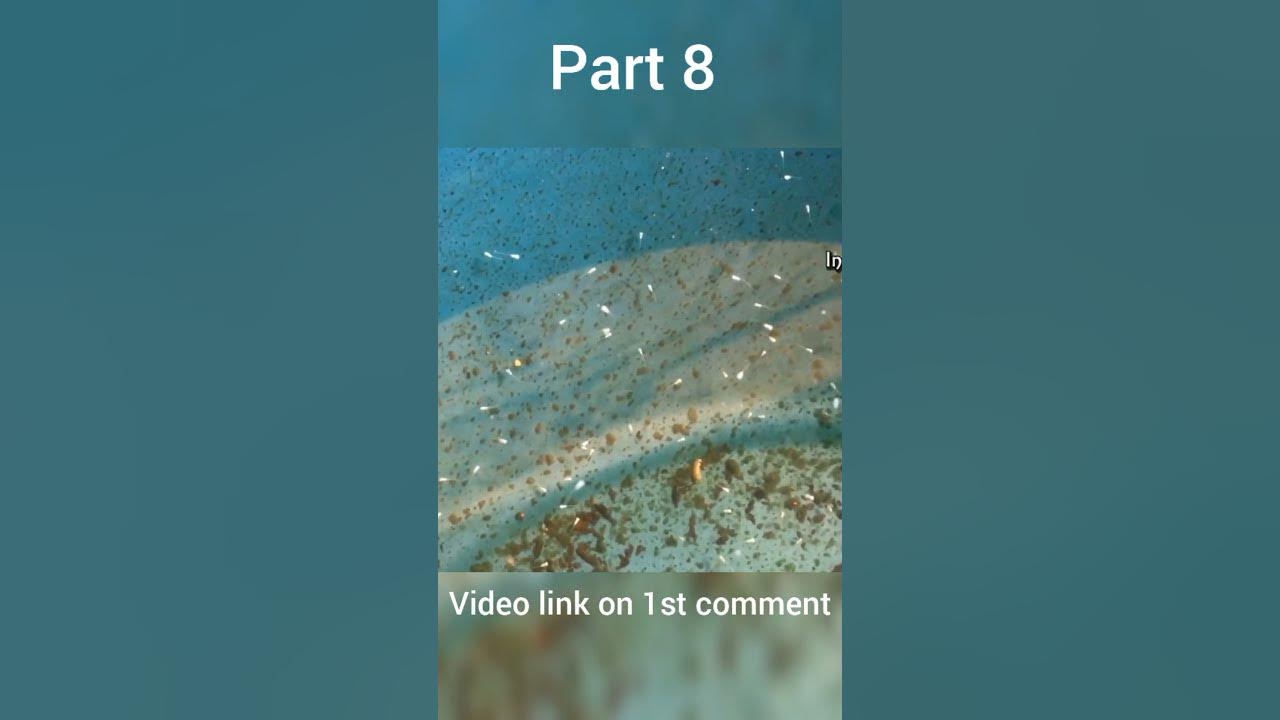 betta-breeding-part-8-shorts-fish-breeding-tips-betta-fish-caring