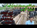 Nilli ravi successful buffalos dairy farm doctor buffalo dairy  farming info dairy business tips