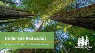 Under the Redwoods: Prescribed Burning in California