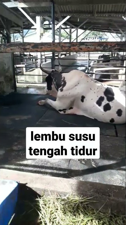 Lembu susu tengah tidur