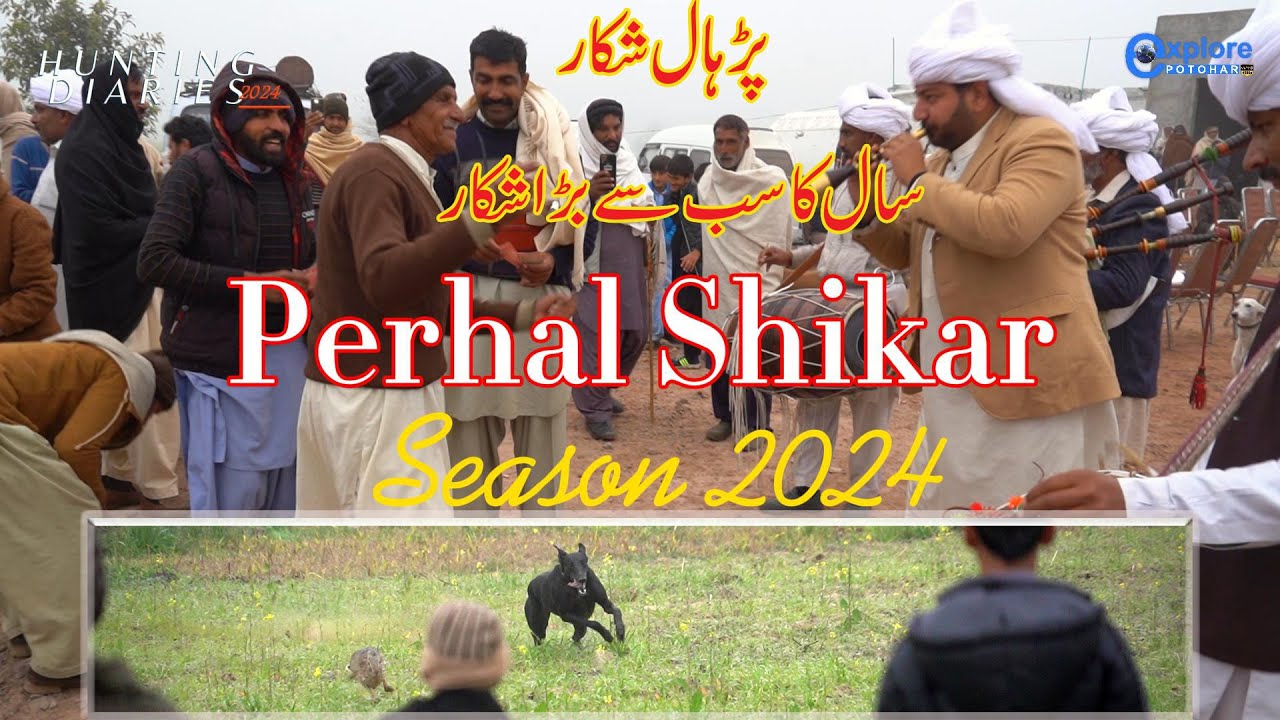 Perhalp Hare Hunting with Greyhounds In Perhal P 1 | Bigest event Greyhound vs ...