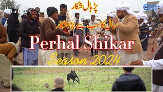 Hare Hunting with Greyhounds In Perhal P 1 | Bigest event Greyhound vs Hare | Galgos @ExplorePotohar