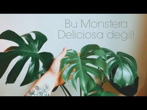Video: Monstera Deliciosa: Sehrli Xüsusiyyətləri Olan Bir çiçək