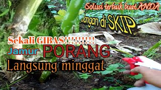 Cairan ajaib_#pembasmi jamur pada pangkal batang porang