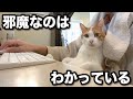 【甘えんぼ猫】走って追いかけてくるストーカー猫…!!!!離れてくれないので仕方なくこうなりました