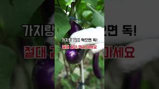 가지 모르고 먹으면 독이되요 #음식 #건강 #건강정보 #shorts #다이어트 #건강관리 #당뇨 #건강식단 #건강검진 #건강꿀팁 #면역력 #음식궁합 #건강쇼츠 #건강식품 #건강지식
