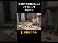空腹でもお構いなし！ノンストップおねだり【会話ボタンでしゃべる犬】 #shorts #犬