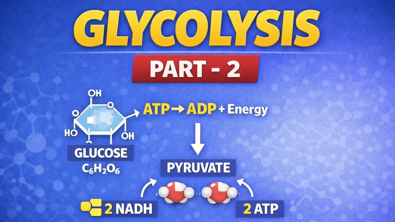 Glycolysis part 2 | carbohydrates metabolism #biochemistry 