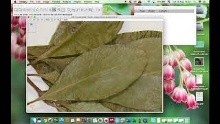 Tutorial básico ImageJ - Aprenda a fazer medidas lineares ou de áreas screenshot 4