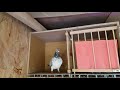 Racing pigeon return from Dobiegniew 3 days later