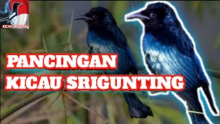 kicau srigunting gacor | dunia kicau Indonesia
