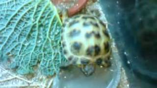 Feddie Fred-Fred, the Russian Tortoise, (Horsfields) Thoroughly thrilling!!