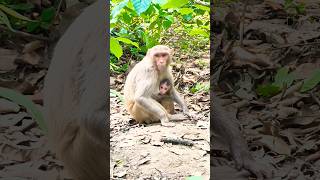 cute baby monkey viral funny video #monkey #funny #funnycomedy #funnyanimals #trending