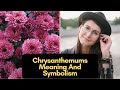 Chrysanthemums meaning and symbolism what does mums flower mean
