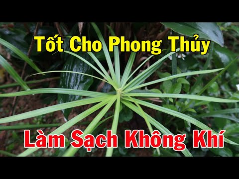 Video Thủy Trúc cây quý hơn Vàng, vừa làm thuốc vừa tốt... - youtube