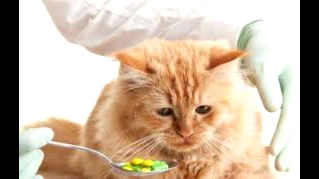 paracetamol toxicity in cats YouTube