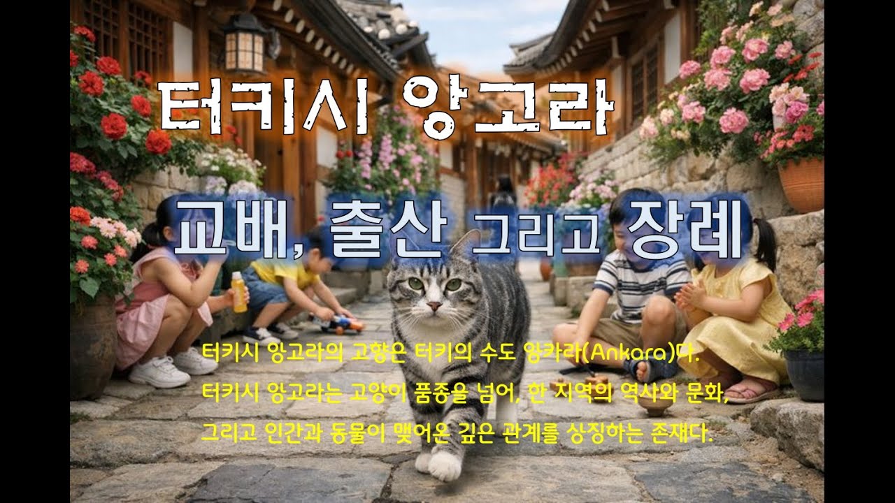 터키시 앙고라의 교배와 출산, 장례는 생명을 ‘소유’하지 않고 동행하는 법을 가르쳐준다. 태어남을 허락하는 책임, 떠남을 배웅하는 용기, 이 고양이와 함께한 사람은 안다.