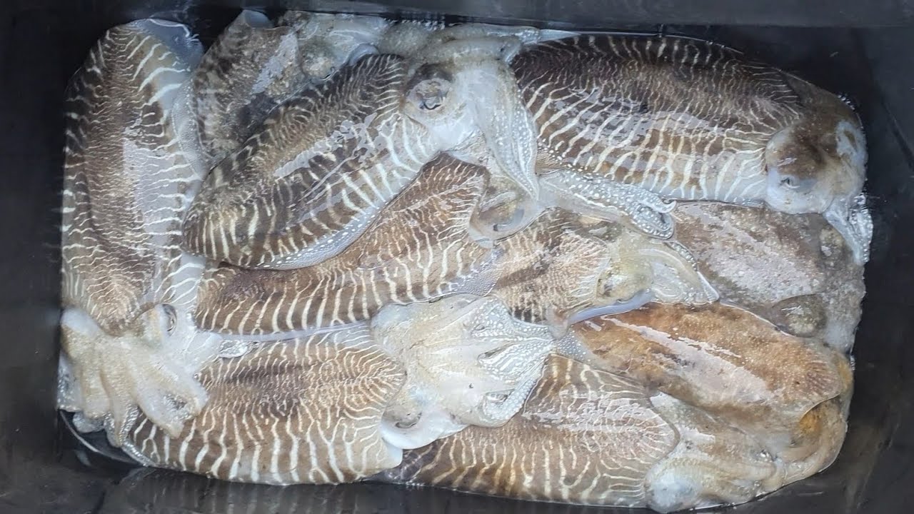 Una bella giornata di Eging dal Kayak, Seppie Grandi e  qualche altra sorpresa...