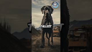 World Tallest dog World Record . #TallestDog #WorldRecord #WTOWorldRecord #WorldTalentOrganization