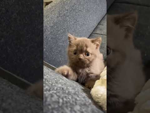 وقتی شیطنت حد نداره     گربه   بچه گربه 