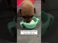 #dogshorts #dog#pet#funny#dogs#doglover#doglife #dogscats3 (284)