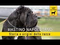 Mastino Napoletano - Storia e Origini della razza