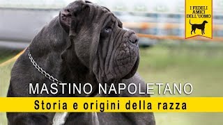 Mastino Napoletano  Storia e Origini della razza