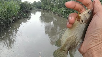 Câu Cá Rô Đồng ,  Con Kênh Rất Nhiều Cá Rô