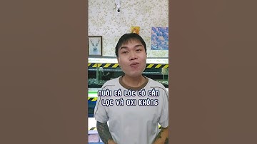 Nuôi cá lóc kiểng không cần lọc và oxi có được không? | Cá cảnh An An  #cacanhanan #channa