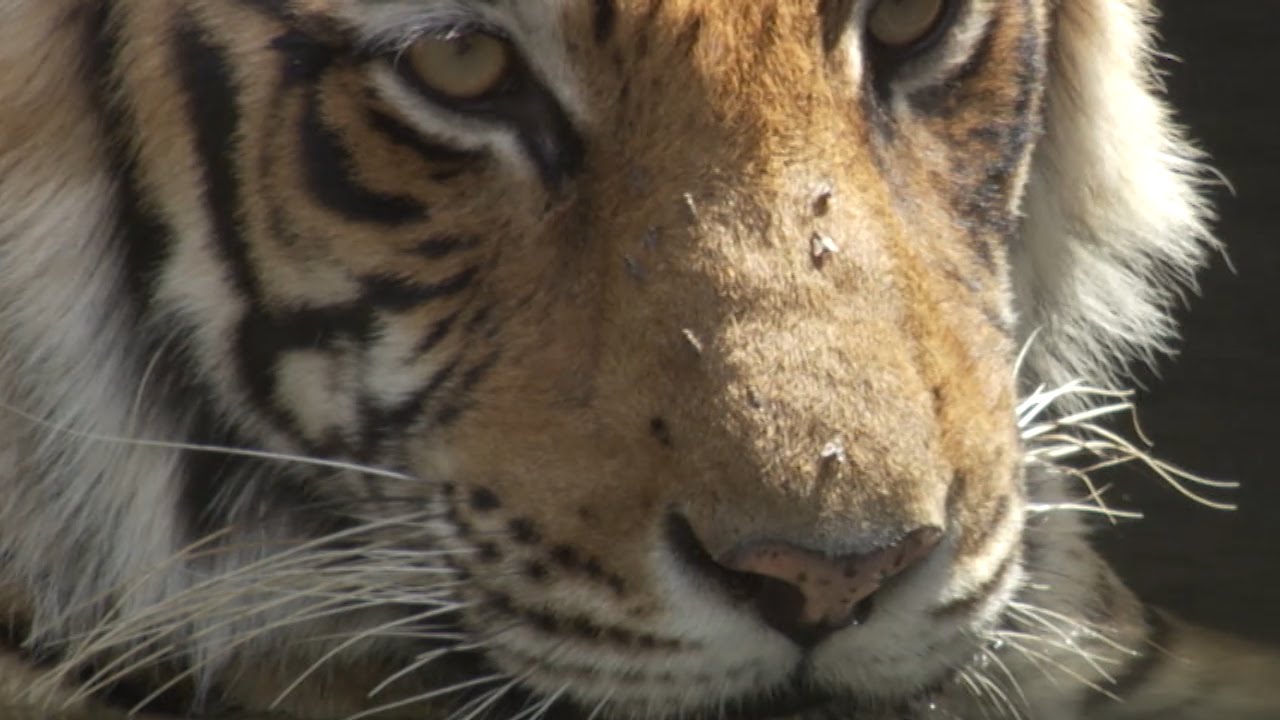 非法买卖野生动物 Youtube