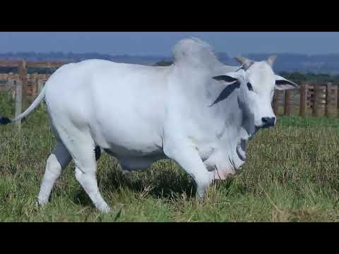 LOTE 01  CSCN 20764