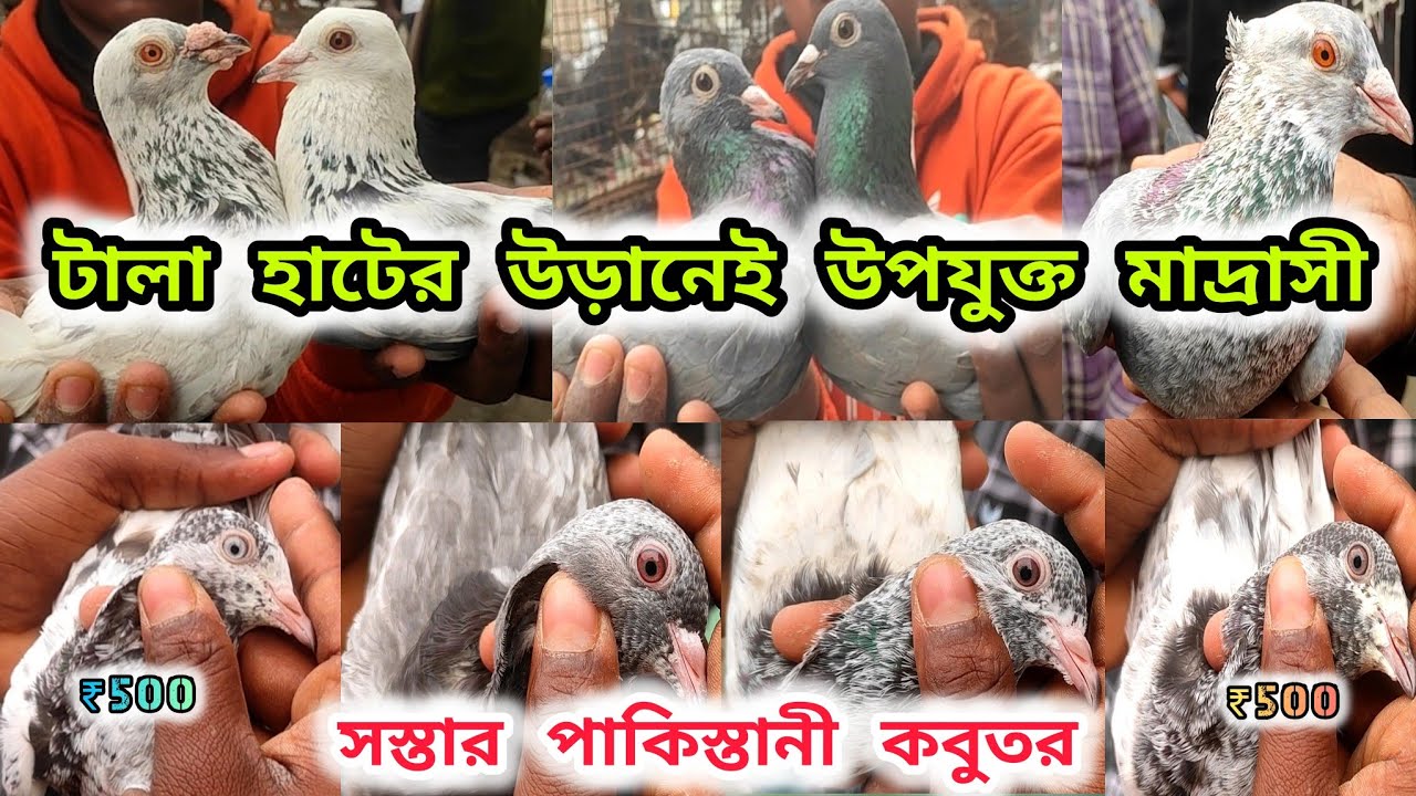 টালা হাটের পায়রা। আগত গ্রীষ্মের আগেই এত কম দামে পায়রা।Tala Hat 2024।@pigeonsloverrj9600