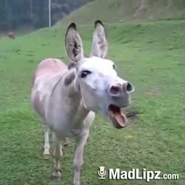 Екі əйел еркекті есектен сигийді