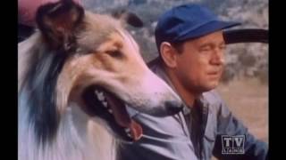 Ranger Cory Lassie (Season 12 Eps.3 Lassie and the Dynamite)
