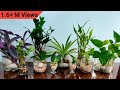 Indoor plants in water garden  how to grow plants in water  which plants grow in water  