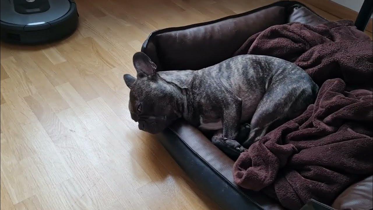 Relax time. Healthy French Bulldog with longer muzzle. No breathing